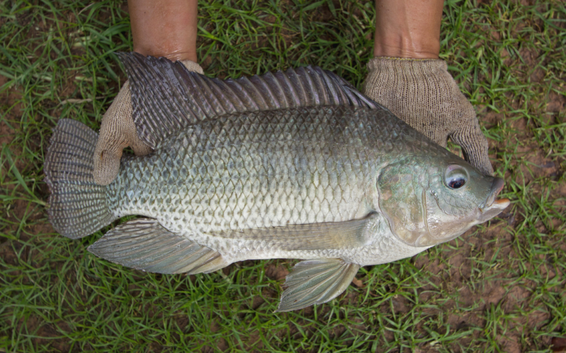 WorldFish has played a pioneering role in aquaculture production through its long-standing tilapia genetic improvement (GIFT) program since the 1980s. Photo by WorldFish. 