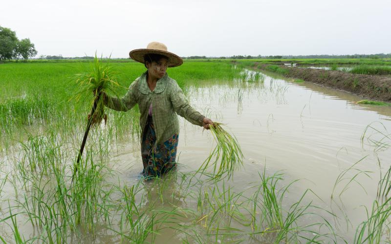 Kyi Kyi Than plants rice in an integrated rice-fish system in the Ayeyarwady Delta. Photo by Majken Schmidt Søgaard.