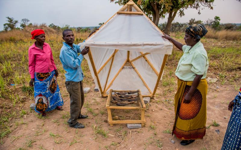 Smoked fish under a solar drier in Zambia. Photo by Chosa Mweemba.