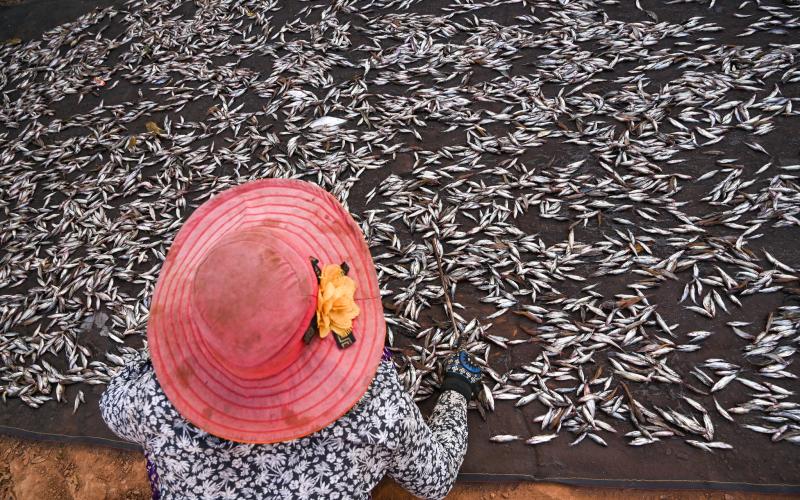 Fish drying on the roadside near Tonle Sap Lake in Siem Reap, Cambodia. Photo by Neil Palmer.  