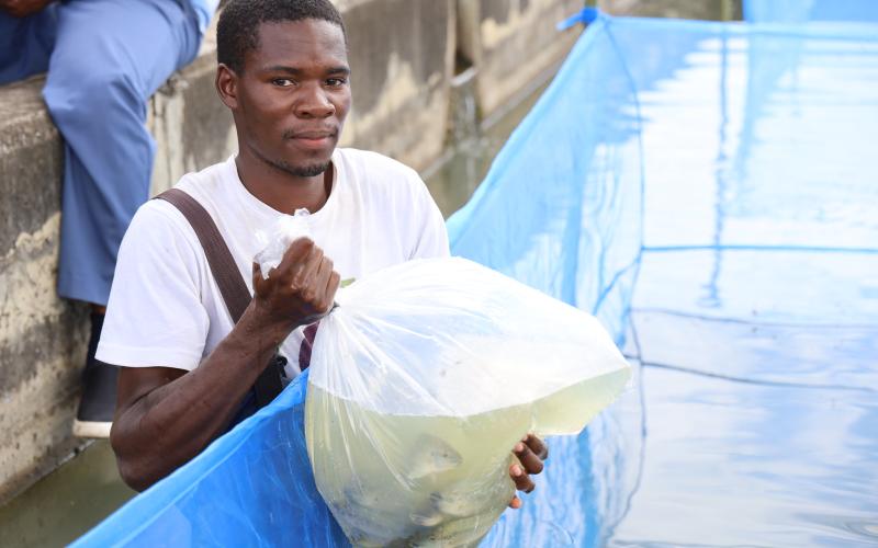 Tilapia fingerlings being brought at the NARDC aquaculture ponds in Kitwe, Zambia. Photo by Doina Huso.