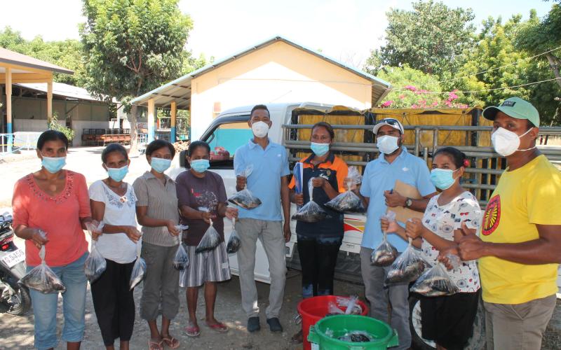 distributing tilapia