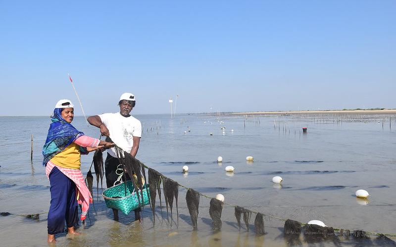 A fisher couple is harvesting sea weeds at Cox’s Bazar district of Bangladesh. Photo by Aminul Islam, WorldFish