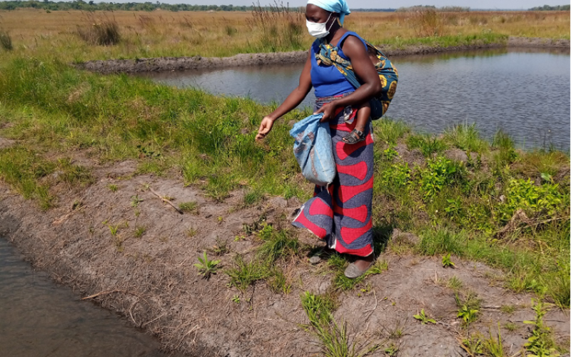 A fish farmer in Mungwi district feeding fish with commercial feed. Photo by Catherine Mwema.