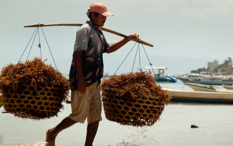 There is potential for seaweed-related sustainable farming in many coastal community areas in low- and middle-income countries. Photo by WorldFish.