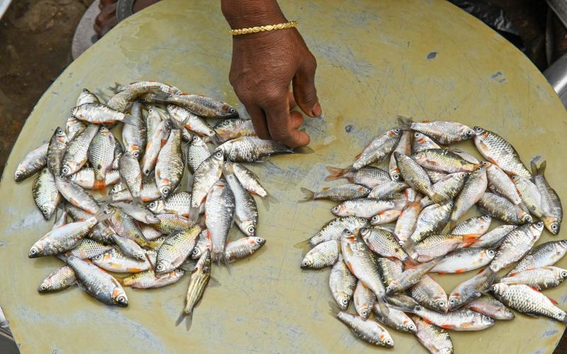 Advancing Nutrition-Sensitive Aquaculture: Building capacity for mass seed production of small Indigenous fish species. Photo by Sourabh Kumar Dubey, WorldFish.