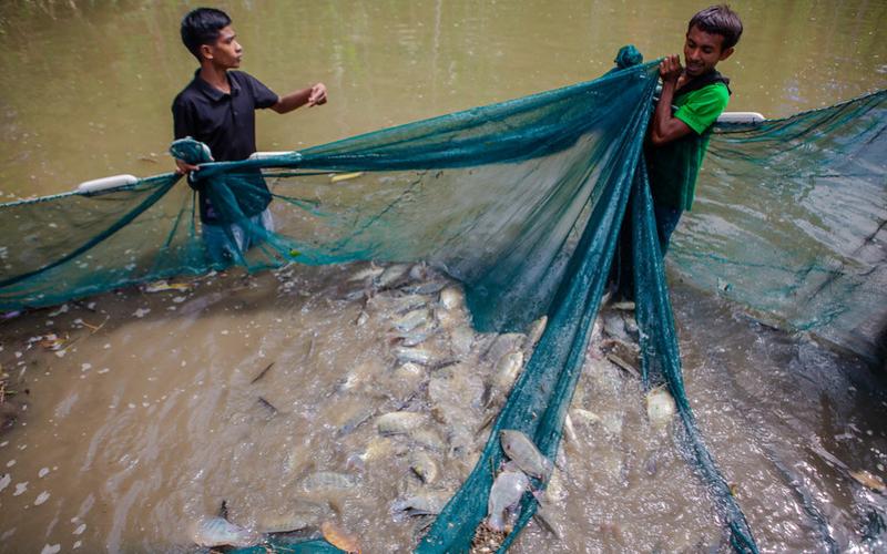 Fish farmers harvest genetically improved farmed tilapia. Photo: Shandy Santos