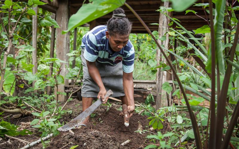 Grace Poporia harvests cassava from her home garden, One’ Oneabu, Malaita Province, Solomon Islands. Photo by Filip Milovac