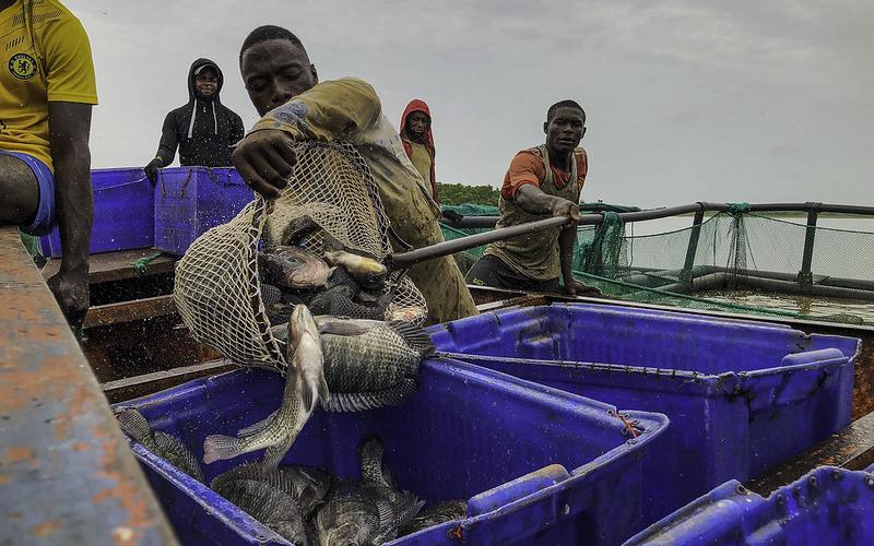 With its abundant water resources, Nigeria can leverage its fisheries and aquaculture sector to significantly improve nutrition in their diet, particularly in sub-Saharan Africa. Photo: D. Oguntade