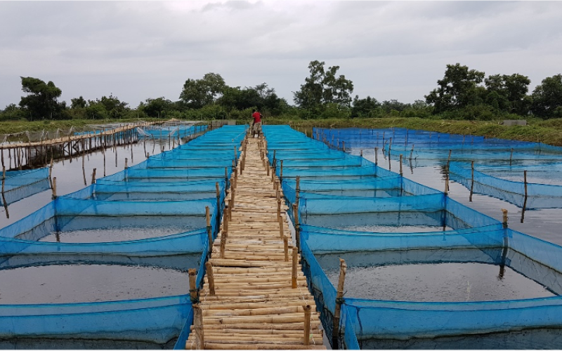 PAL Tilapia Hatchery. Photo by Premium Aquaculture Limited