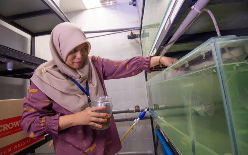 Nurulhuda Ahmad Fatan carries out fish growth experiments to test the aquatic feeds that she formulated and produced. Photo by Sam Sh’ng Sh’ng.