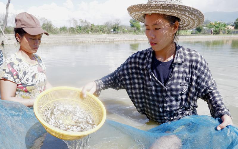 Twenty-three-year-old Nan Win Htwe now leads her family hatchery business together with her sister after the demise of their father. Photo by Kyaw Moe Oo.