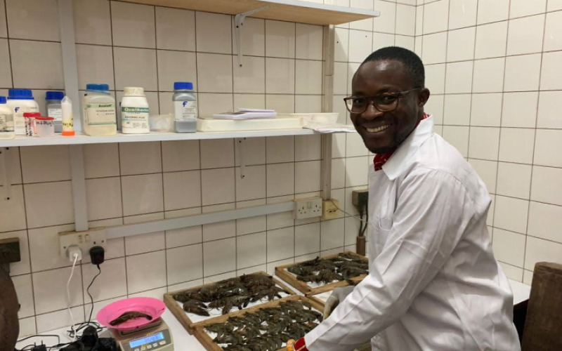 Philip Kwasi Banini in the lab with sampled shrimps along the 570 km coast of Ghana for molecular work for his M.Phil. Aquaculture at the Marine and Fisheries Sciences Department, University of Ghana, Legon. Photo by Mabel Ackah.