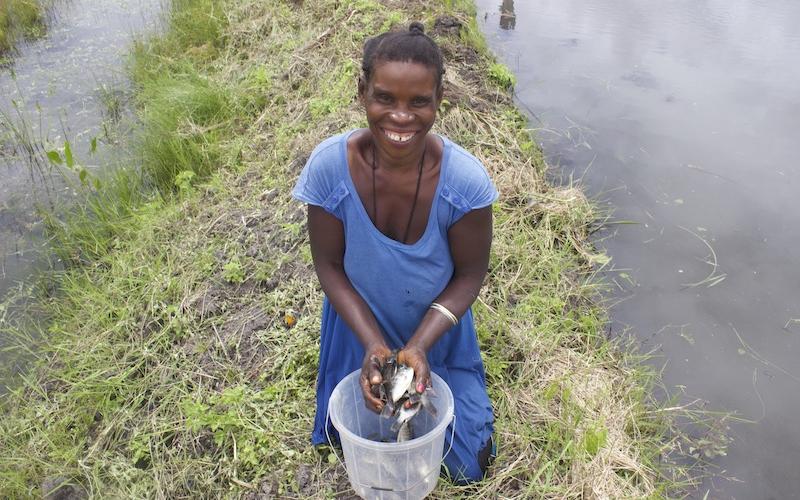 The polyculture of small and large fish species in the homestead ponds in Zambia would offer a direct source of food for household consumption rather than farming tilapia strictly for markets. Photo by Lulu Middleton.