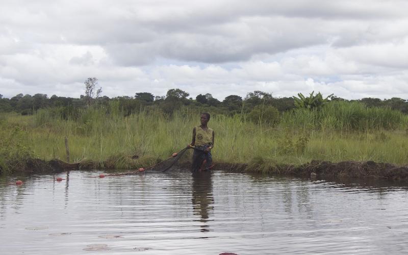 Aquaculture, especially polyculture systems with indigenous small fish species, has the potential to improve the nutrient intake of households during closed fishing seasons. Photo by Lulu Middleton.