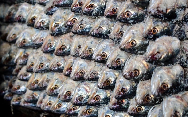 Stocked salty hilsa, Bangladesh. Mohammad Mahabubur Rahman, 2016.