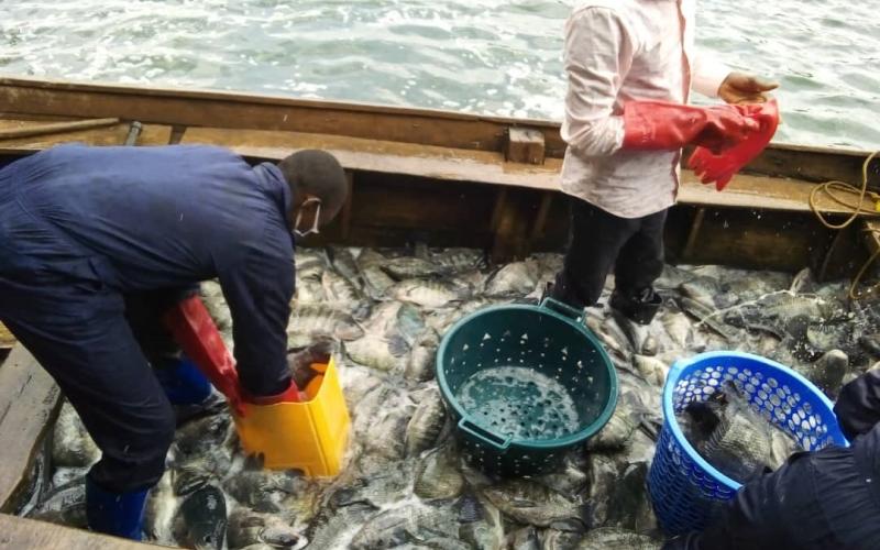 Income generation by the youths in cage culture of tilapia in Lake Kivu, DRC. Photo by Janvier Mushangalusa.jpg