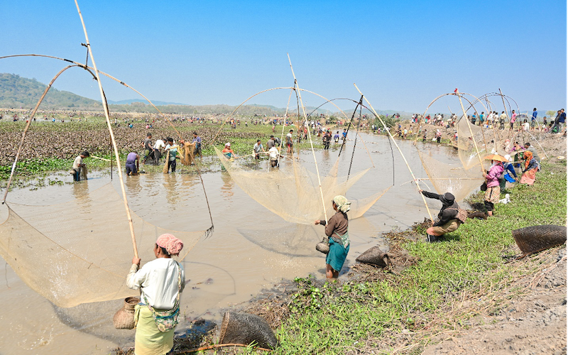 Women represent up to 60 percent of gatherers. Photo: SK Dubey