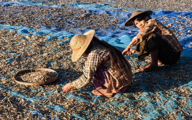 Women drying small fish before grinding them to powder. Photo by Finn Thilsted