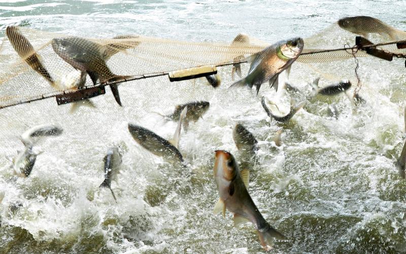 The CGIAR Research Program on Fisheries Agri-Food Systems (FISH) came to a successful conclusion after providing five years of evidence. Photo by Balaram Mahalder