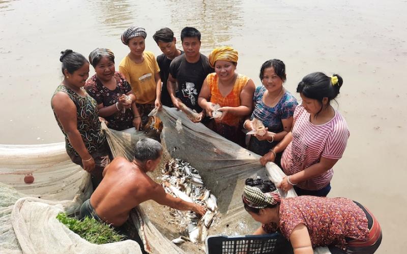 A women-led fish harvesting group in Rowangchhari, Bandarban. Photo: WorldFish, Bangladesh