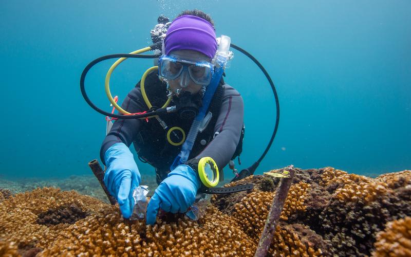 Decolonizing ocean science means ensuring local capacity is recognized and supported and local priorities guide what science is funded and implemented. Photo: Ana Endara, STRI. 