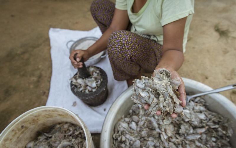 Cambodians have been consuming Prahoc for generations and it serves as a key source of protein and essential nutrients in their diet. Photo: Fani Llauradó