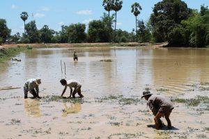 Community members clearing the community fish refuge, Cambodia. Rice Field Fisheries Enhancement Project. Photo by WorldFish, 2013.