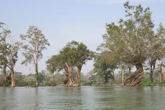 Forest habitat in the Mekong mainstream