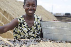 Fish trader drying small pelagic fish on a drying rack in Zambia. Photo by Olek Kaminski, 2016.