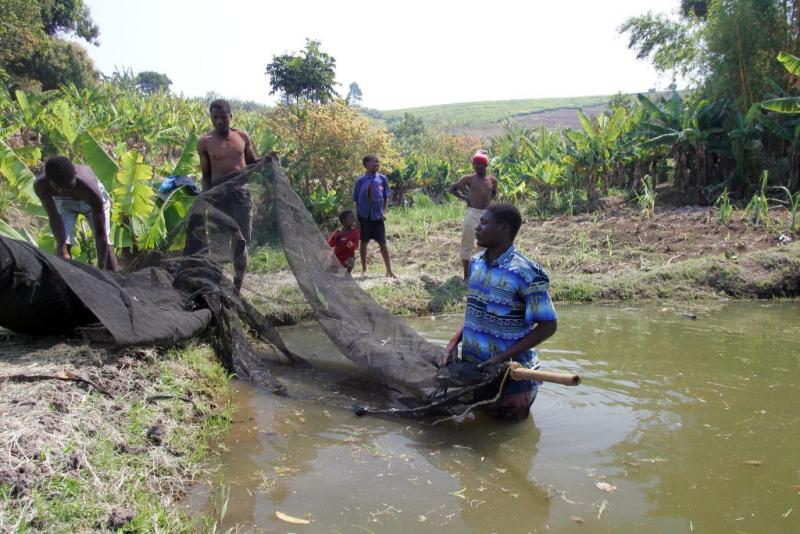 Farmer Friday Nikoloma has been practicing Integrated Aquaculture-Agriculture (IAA) since 2000. In addition to improving his banana harvest and allowing 3 maize crops annually through pond waste water irrigation, income from fish fingerling and table fish sales have transformed his income levels. Here labourers harvest fish in one of his ponds. Mlenga village, nr Zomba, Malawi. Photo by WorldFish.