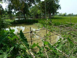 Asia’s food systems need to make strategic use of a diverse range of food production practices, including the variety of integrated rice-fish systems. Photo by Anne Delaporte, 2012.