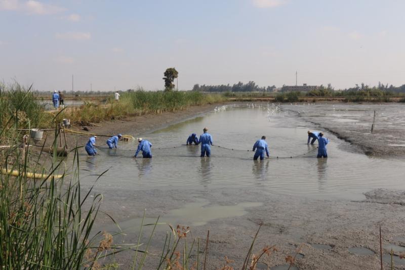 Pond workers collect fish to move to a different pond at the WorldFish research center in Egypt. Kate Bevitt, 2016.