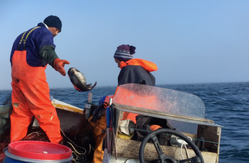 Photo of Greenlandic man and son hauling lumpfish (Cyclopterus lumpus) in Davis Strait, Greenland. Photo by Hunter T. Snyder.