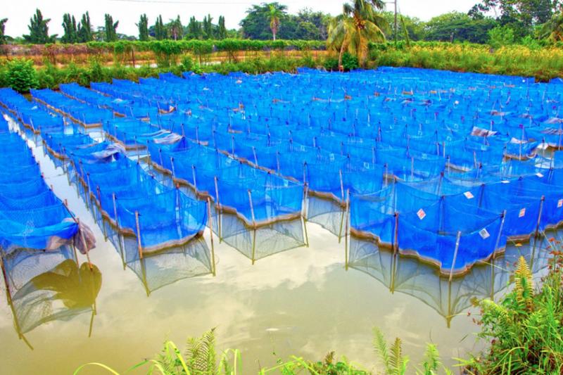 Tilapia breeding facility in Jitra, Malaysia.