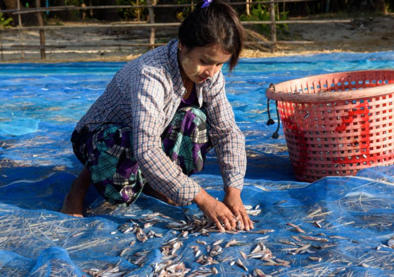 Fish drying, Ngapali beach, Gyeiktaw, Myanmar.