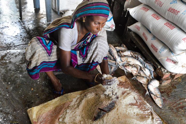 A woman processes hilsa by preserving them in salt.