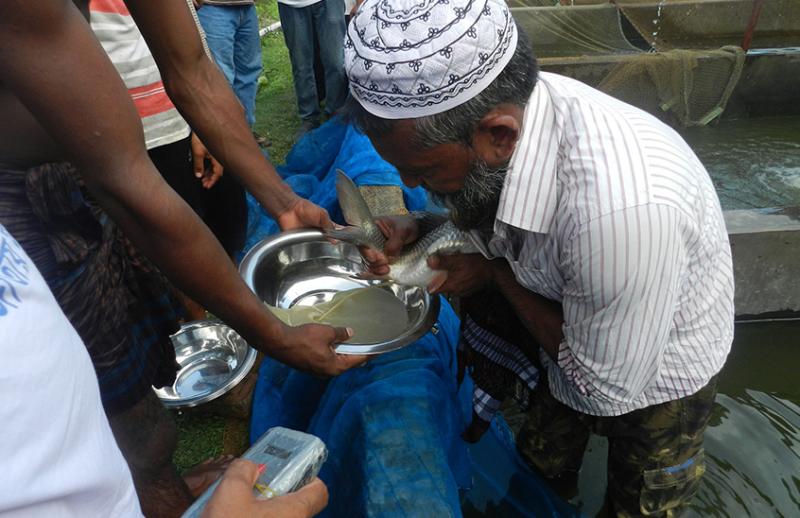 Spawning of Rohu carp at a private hatchery in Jessore, Bangladesh, 2016. Photo by Abdulla Al Masum