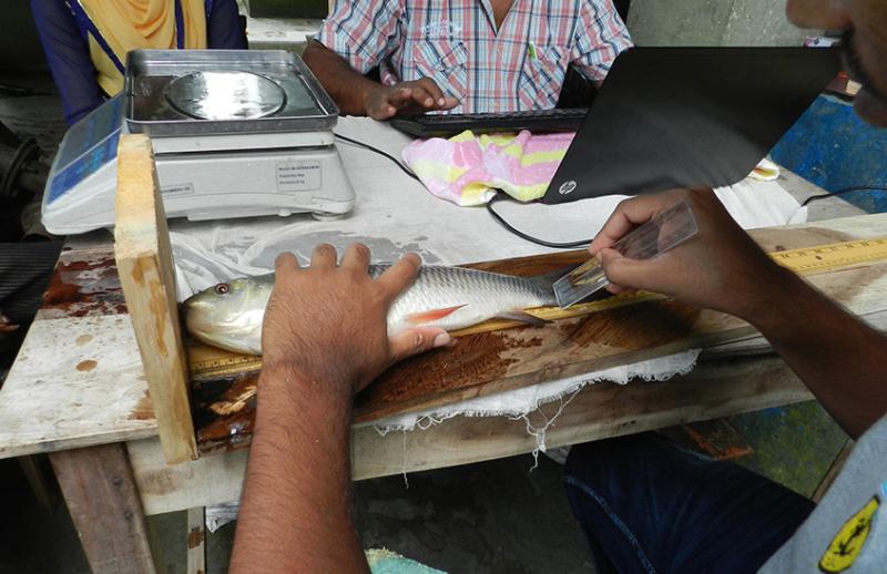 Measuring standard length at harvestJessore, Bangladesh, 2016. Photo by Abdulla Al Masum