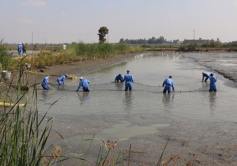 Pond workers at the WorldFish-run research center in Egypt. Photo by Kate Bevitt, 2016.