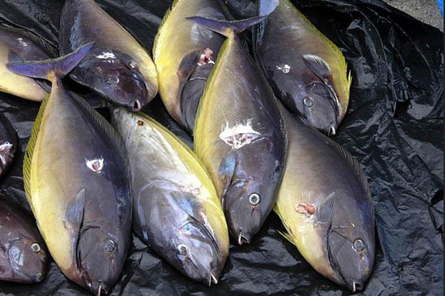 Fish, Solomon Islands.