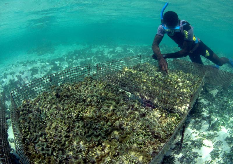 Giant clam cage basic husbandry, Solomon Islands.