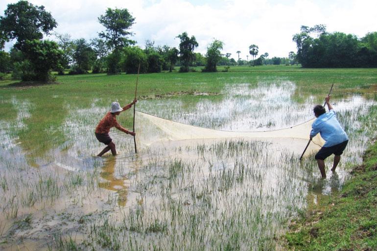 Rice field fisheries, Cambodia. Photo by Jharendu Pant, 2009.