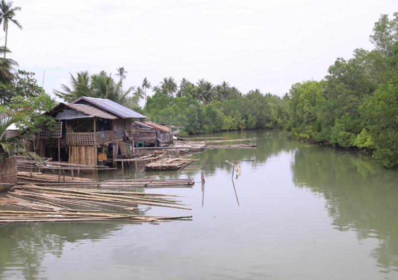 Mangrove forest, Olingan, Dipolog City, Philippines. Photo by Dr. Leocadio Sebastian.