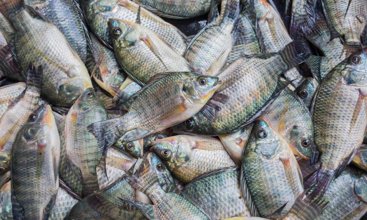 : Tilapia is the second most important farmed fish globally, next to carps, and some regard it as the most important aquaculture species of the 21st century. Photo by WorldFish.