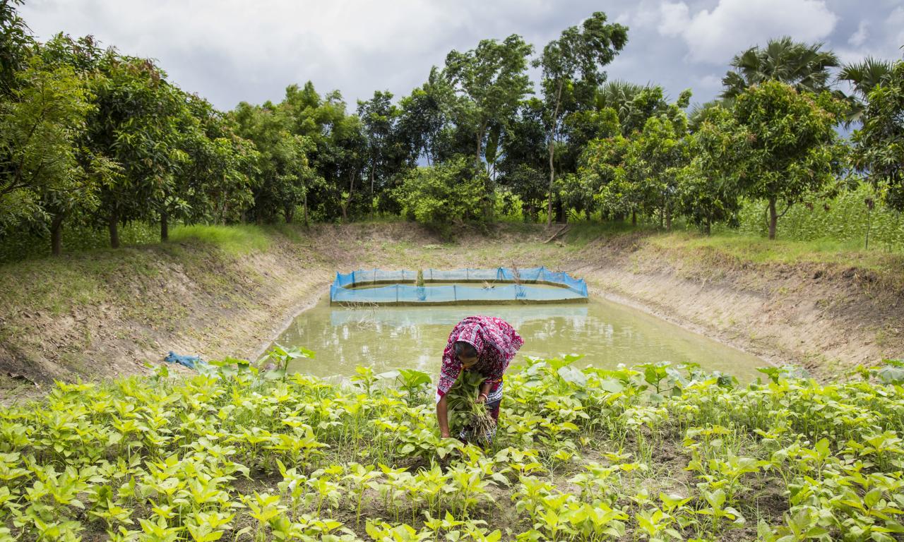 Jayanti Rai, a woman fish farmer, taking care of her vegetables garden beside the pond dike for nutrition sensitive aquaculture in Bangladesh. / Noor Alam, WorldFish