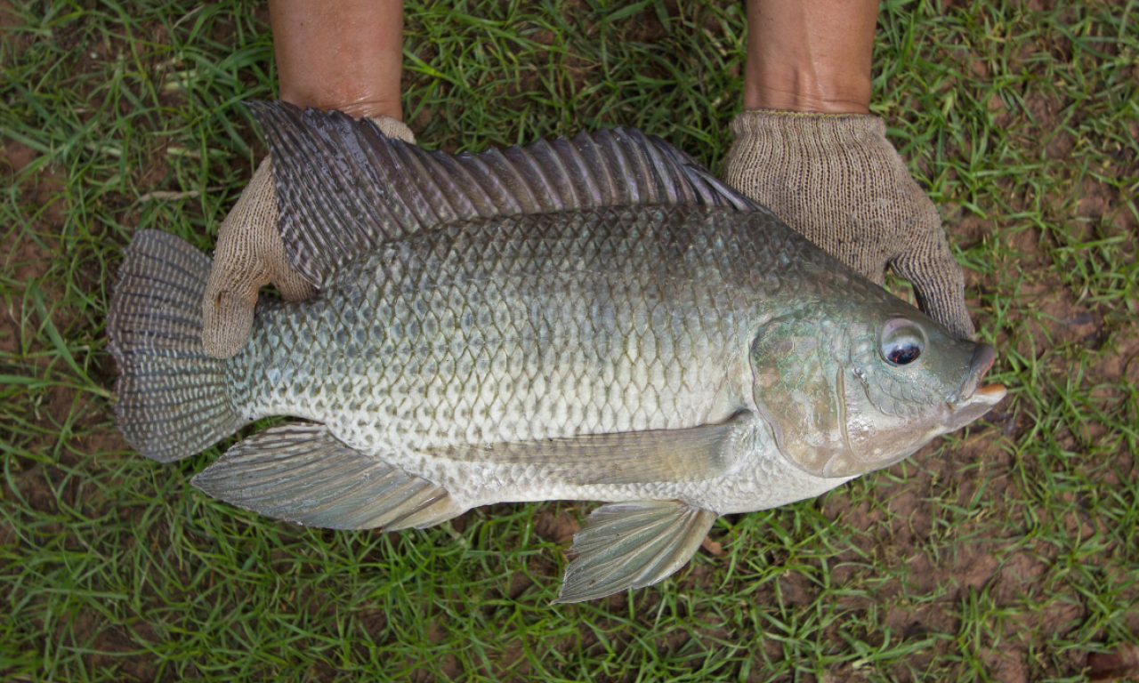 WorldFish has played a pioneering role in aquaculture production through its long-standing tilapia genetic improvement (GIFT) program since the 1980s. Photo by WorldFish. 