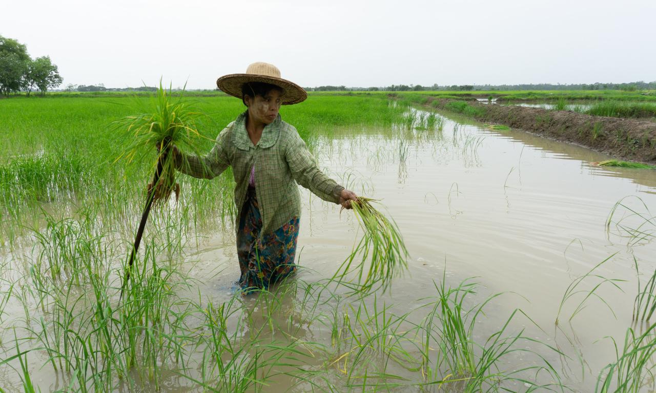Kyi Kyi Than plants rice in an integrated rice-fish system in the Ayeyarwady Delta. Photo by Majken Schmidt Søgaard.