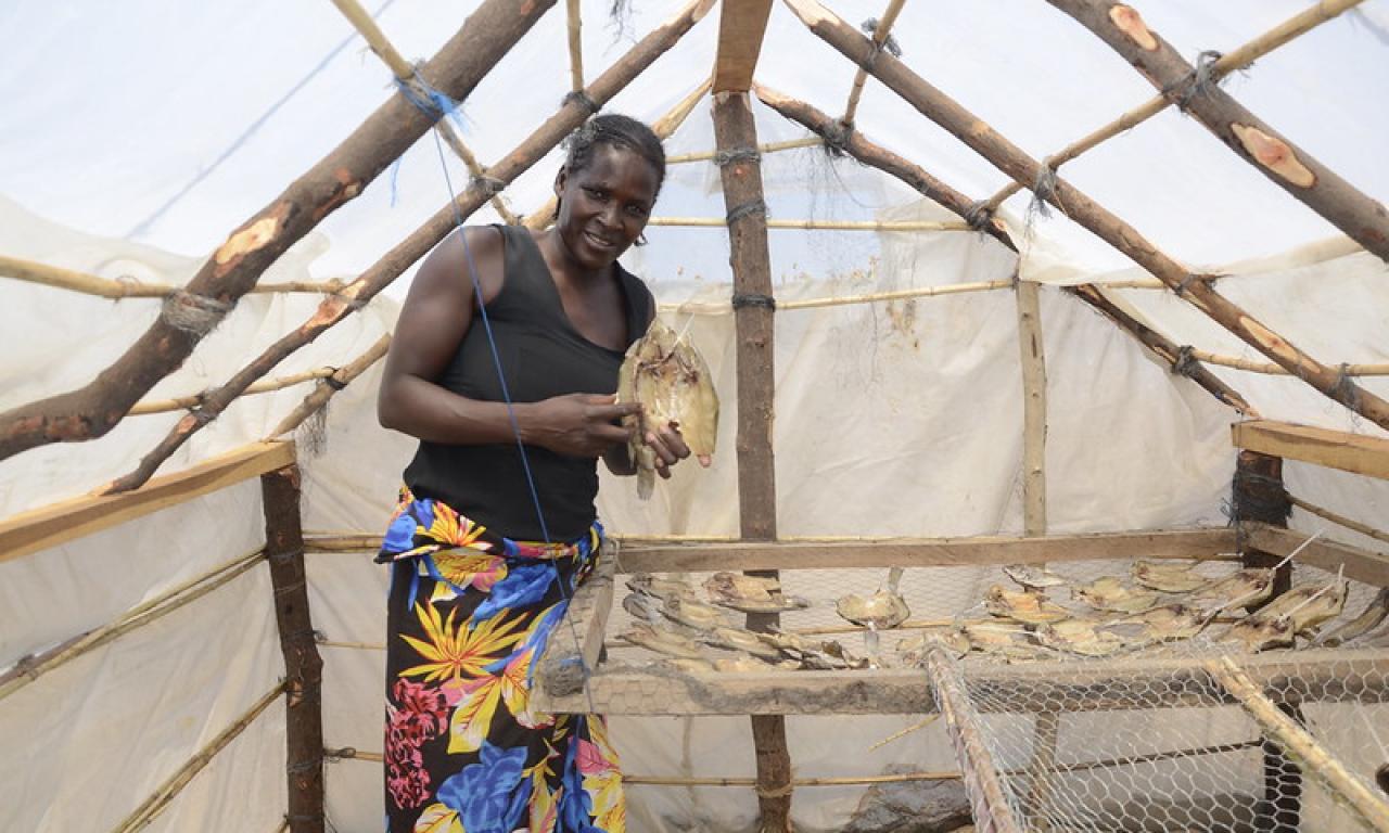 A woman processor holds dried fish in a solar tent dryer in Senanga District, Zambia. Photo by Olek Kaminski. 