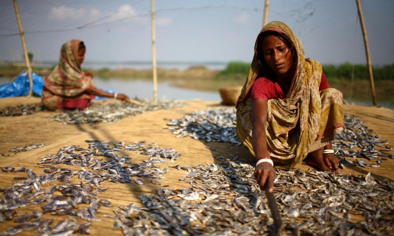 Women dry fish in Badurpur, Bangladesh. The fish will serve to improve household nutrition and will also be sold, providing a source of income. Source: IFAD